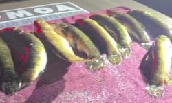 Três homens são presos por transporte irregular de pescado em Ipameri Três homens são presos por transporte irregular de pescado em Ipameri