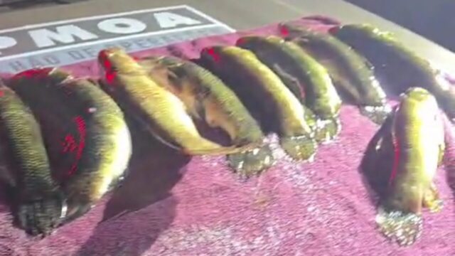 Três homens são presos por transporte irregular de pescado em Ipameri