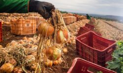 Ganho de produtividade faz colheita de cebola crescer 32,6% em Goiás Ganho de produtividade faz colheita de cebola crescer 32,6% em Goiás