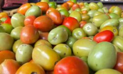 Goiás lidera produção nacional de tomate com 1,34 milhão de toneladas estimadas para 2026 Goiás lidera produção nacional de tomate com 1,34 milhão de toneladas estimadas para 2026