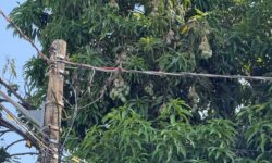 Vai pegar a manga? Olhe para cima: Equatorial alerta para riscos perto da rede elétrica Vai pegar a manga? Olhe para cima: Equatorial alerta para riscos perto da rede elétrica