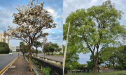 Catalão conquista 1º lugar na Região Centro-Oeste e está entre os 10 selecionados em todo o país no Edital ArborizaCidades do Ministério do Meio Ambiente Catalão conquista 1º lugar na Região Centro-Oeste e está entre os 10 selecionados em todo o país no Edital ArborizaCidades do Ministério do Meio Ambiente