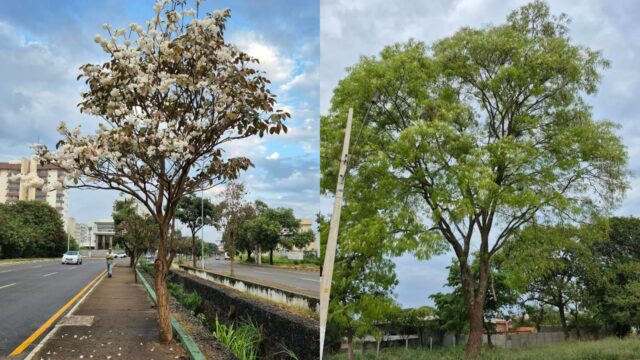 Catalão conquista 1º lugar na Região Centro-Oeste e está entre os 10 selecionados em todo o país no Edital ArborizaCidades do Ministério do Meio Ambiente