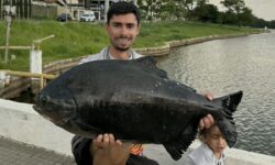 Pescador Leonardo de Almeida captura caranha de aproximadamente 15 kg na represa do Clube do Povo, em Catalão Pescador Leonardo de Almeida captura caranha de aproximadamente 15 kg na represa do Clube do Povo, em Catalão