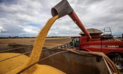 Produção goiana de grãos é a 4ª maior do Brasil e representa quase 10% da safra nacional Produção goiana de grãos é a 4ª maior do Brasil e representa quase 10% da safra nacional
