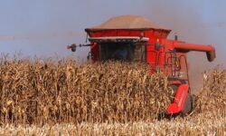 Trabalhador causa prejuízo de quase R$ 1 milhão após usar produto errado e destruir lavoura de milho em Goiás Trabalhador causa prejuízo de quase R$ 1 milhão após usar produto errado e destruir lavoura de milho em Goiás